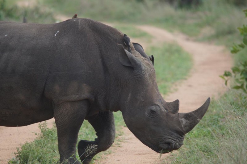 En neshorn krysser veien ikke langt fra vår lodge, Black Rhino Lodge i Pilanesberg.